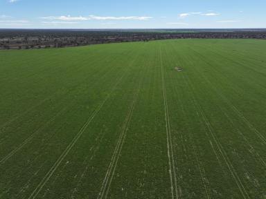 Mixed Farming For Sale - NSW - Carinda - 2831 - ULTIMATE ENTERPRISE FLEXIBILITY  (Image 2)