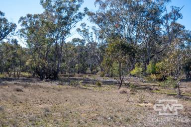 Residential Block For Sale - NSW - Emmaville - 2371 - Space to Build, Grow and Breathe  (Image 2)
