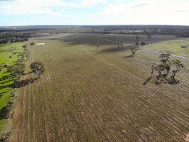 Mixed Farming For Sale - VIC - Dergholm - 3312 - Harvested Blue Gum Plantation Block with Strong Potential  (Image 2)