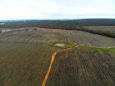 Mixed Farming For Sale - VIC - Dergholm - 3312 - Harvested Blue Gum Plantation Block with Strong Potential  (Image 2)