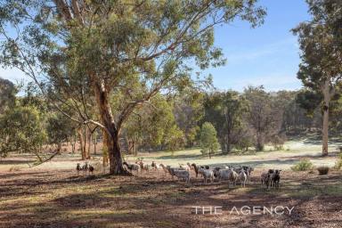 Acreage/Semi-rural For Sale - WA - Bailup - 6082 - "Bailup Beauty with Huge Landholding and Huge Potential"  (Image 2)