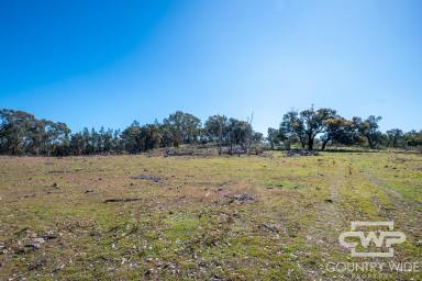 Lifestyle For Sale - NSW - Emmaville - 2371 - Lifestyle Opportunity Near Emmaville, NSW  (Image 2)