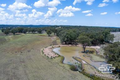Lifestyle For Sale - NSW - Emmaville - 2371 - 781ac approx. Farming Opportunity with Cultivation  (Image 2)