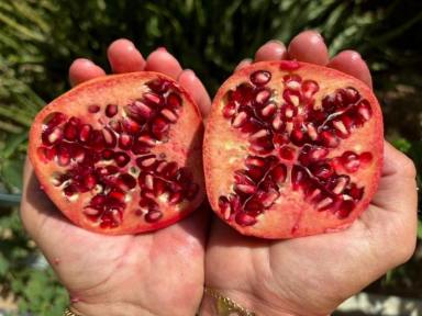 Lifestyle For Sale - QLD - Ingoldsby - 4343 - Dual Living on Top of the World w 360 views on 160acres w Diversified Income from Home in Lockyer Valley (Image 2)