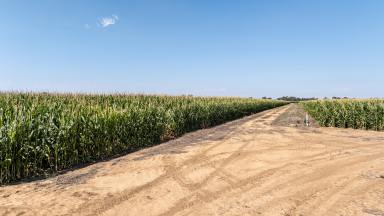 Cropping Auction - VIC - Tongala - 3621 - Pykes  (Image 2)