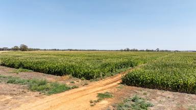 Cropping Auction - VIC - Girgarre - 3624 - Rendells  (Image 2)