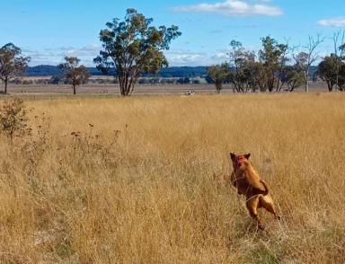 Lifestyle For Sale - NSW - Dunedoo - 2844 - Charming Rural Lifestyle Property with Space, Serenity & Spectacular Sunsets Await  (Image 2)