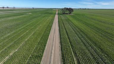 Other (Rural) For Sale - NSW - Garah - 2405 - Homedale, Garah  (Image 2)