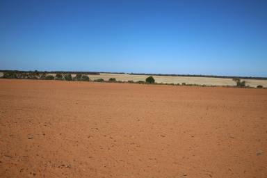 Commercial Farming For Sale - NSW - Monak - 2738 - Horticulture Land Development Opportunity (Image 2)