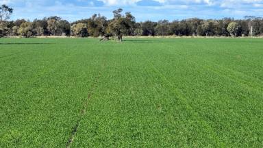Mixed Farming Auction - NSW - Gurley - 2398 - "Forest Vale"  (Image 2)