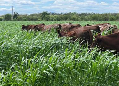 Mixed Farming Auction - NSW - Gurley - 2398 - "Forest Vale"  (Image 2)