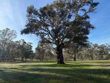 Residential Block For Sale - SA - Mount Pleasant - 5235 - 10.42 Ha of country peace, tranquility and nature. Quality land. Mains water connected, 8km to Birdwood. Your country retreat awaits (STCC)  (Image 2)