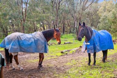 House For Sale - WA - Helena Valley - 6056 - 5 Acre Secluded Pony Lovers Paradise Bordering The Helena River & National Park  (Image 2)