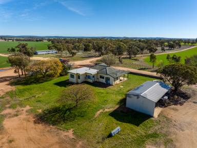 Cropping Tender - NSW - Beckom - 2665 - Dual Purpose Opportunity  (Image 2)