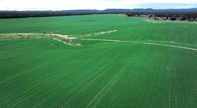 Other (Rural) For Sale - NSW - Terry Hie Hie - 2400 - Currgada, Terry Hie Hie  (Image 2)