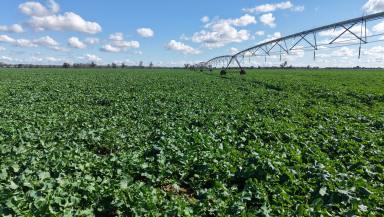 Cropping For Sale - NSW - Forbes - 2871 - Production On The Lachlan  (Image 2)