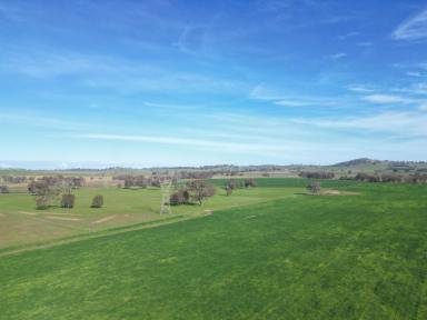 Mixed Farming Auction - NSW - Jindera - 2642 - "Willowbank"  (Image 2)