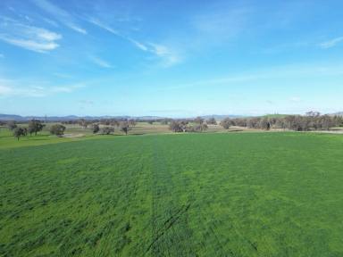 Mixed Farming Sold - NSW - Jindera - 2642 - "Willowbank"

Dry country fodder factory prepared to commence full-scale production for the upcoming season.  (Image 2)