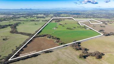Mixed Farming Auction - NSW - Jindera - 2642 - "Willowbank"  (Image 2)