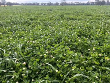 Mixed Farming Sold - NSW - Jindera - 2642 - "Willowbank"

Dry country fodder factory prepared to commence full-scale production for the upcoming season.  (Image 2)