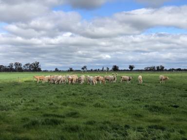Cropping Auction - VIC - Undera - 3629 - Picturesque & Productive 170-Acres  (Image 2)