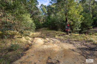 Residential Block For Sale - NSW - Yowrie - 2550 - Privacy, Nature & Potential - Your Bush Retreat Awaits  (Image 2)