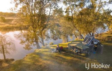 Livestock For Sale - NSW - Ashford - 2361 - Drought Proof Water Supply, Reliable Breeder/Fattening Property with 9 Riverside Campsites Offering Cash Flow  (Image 2)