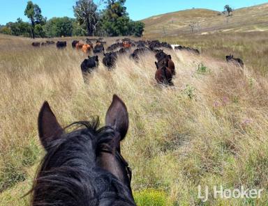 Livestock For Sale - NSW - Ashford - 2361 - Drought Proof Water Supply, Reliable Breeder/Fattening Property with 9 Riverside Campsites Offering Cash Flow  (Image 2)