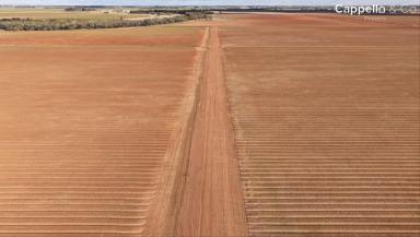 Other (Rural) For Sale - NSW - Hanwood - 2680 - BROADACRE FARM OF SCALE AND MODERN LAYOUT - FOR LEASE  (Image 2)