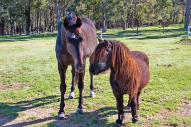 House For Sale - WA - Mount Helena - 6082 - Blissfully Equine  (Image 2)