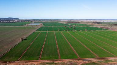 Cropping For Sale - NSW - Condobolin - 2877 - Condobolin's Hidden Secret  (Image 2)