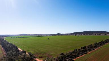 Cropping For Sale - NSW - Condobolin - 2877 - Condobolin's Hidden Secret  (Image 2)