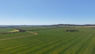 Cropping For Sale - NSW - Condobolin - 2877 - Condobolin's Hidden Secret  (Image 2)