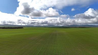 Cropping For Sale - SA - Mundoora - 5555 - 'Rutherglen'  (Image 2)