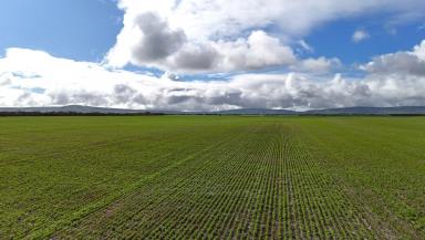 Cropping For Sale - SA - Mundoora - 5555 - 'Rutherglen'  (Image 2)