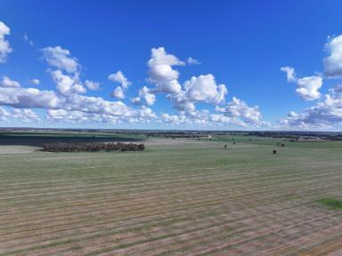 Cropping For Sale - NSW - Temora - 2666 - Small Block In Tightly Held Locality  (Image 2)