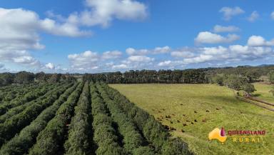 Mixed Farming For Sale - QLD - Tolga - 4882 - Wondaree Farm  (Image 2)