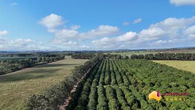 Mixed Farming For Sale - QLD - Tolga - 4882 - Wondaree Farm  (Image 2)