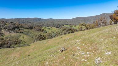 Other (Rural) Auction - NSW - Mullengandra - 2644 - Genuine rural/recreational land just 25 minutes from Albury CBD  (Image 2)