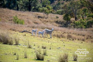 Lifestyle For Sale - NSW - Tenterfield - 2372 - Well-located Rural Holding with Water Security, Infrastructure & Potential  (Image 2)