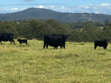 Livestock For Sale - NSW - Kyogle - 2474 - "TOP OF THE RANGE"  (Image 2)