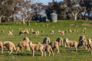 Mixed Farming Auction - NSW - Wagga Wagga - 2650 - Eastern Riverina Reliable Farming  (Image 2)