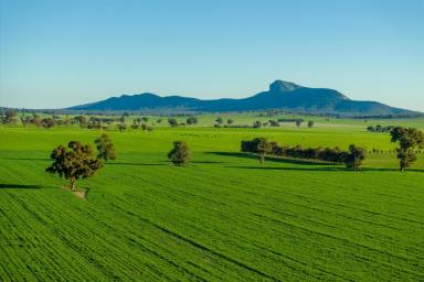 Mixed Farming Auction - NSW - The Rock - 2655 - Large Scale Turnkey Operation  (Image 2)