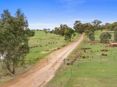 Livestock For Sale - VIC - Seymour - 3660 - ROLLING HILLS IN WHITEHEADS CREEK  (Image 2)