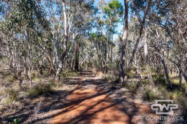 Residential Block For Sale - NSW - Emmaville - 2371 - The Perfect Camper or Weekend Base  (Image 2)