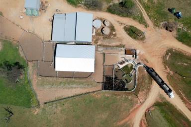Mixed Farming For Sale - NSW - Wagga Wagga - 2650 - Productivity & Versatility in the Eastern Riverina  (Image 2)