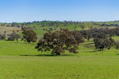 Mixed Farming For Sale - NSW - Wagga Wagga - 2650 - Productivity & Versatility in the Eastern Riverina  (Image 2)