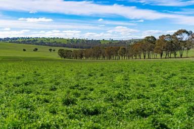 Mixed Farming For Sale - NSW - Wagga Wagga - 2650 - Productivity & Versatility in the Eastern Riverina  (Image 2)