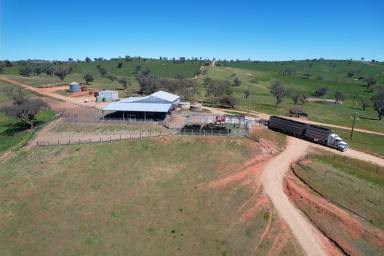 Mixed Farming For Sale - NSW - Wagga Wagga - 2650 - Productivity & Versatility in the Eastern Riverina  (Image 2)