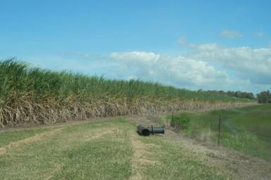Other (Rural) For Sale - QLD - Rita Island - 4807 - Burdekin Coastal Sugarcane & Cattle Property  (Image 2)